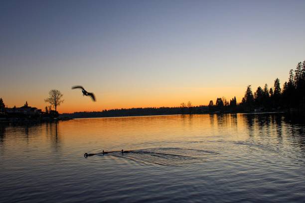 istock Sunset by the lake featuring wildlife 2174470622