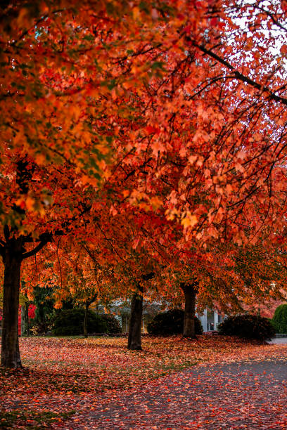 Maple tree in Stanley Park, Vancouver, displays its autumn leaves