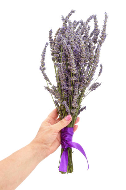 Lavender bouquet in a woman's hand isolated on a white background.