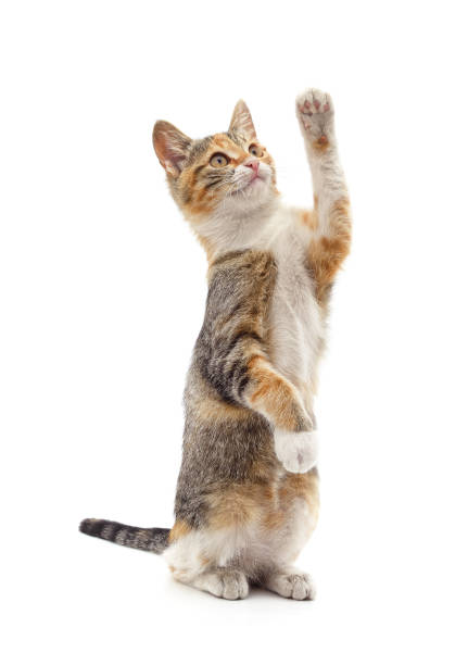 Playful tabby cat sharpening claws while reaching high on a cat tree, fully immersed in fun and activity during cozy playtime in a warm home environment