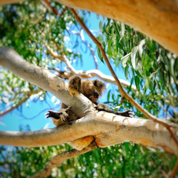 koala bear at rest