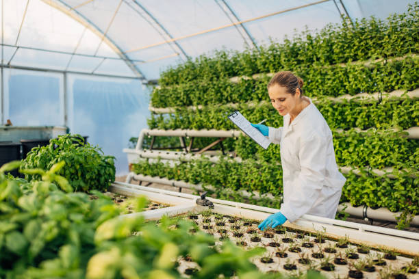 istock A female greenhouse technologist in a white lab coat performs quality control of basil and arugula planted in a hydroponics greenhouse 2174474858