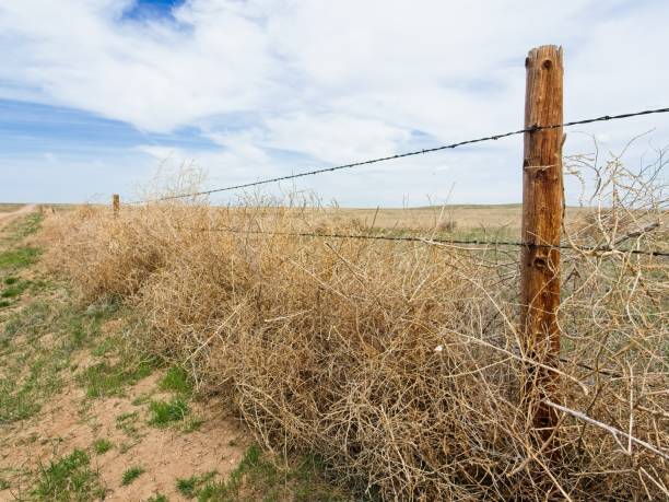 istock Barb wire fence in Pawnee national grasslands 2174475281