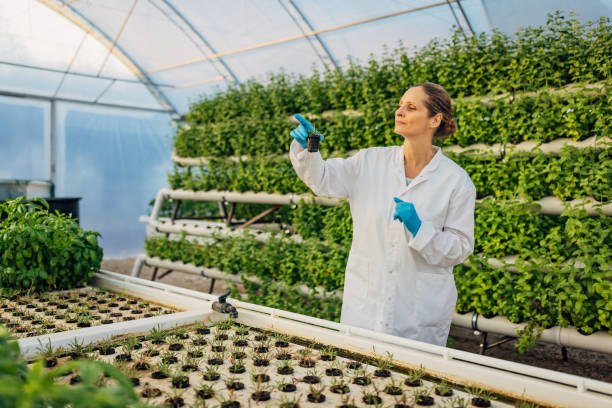 istock A female greenhouse technologist in a white lab coat and protective gloves on her hands performs quality control of basil and arugula planted in a hydroponics greenhouse 2174475332