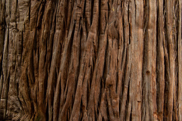 Detailed closeup of rough tree bark showcasing its intricate, textured surface. ideal for natureinspired designs, backgrounds, or rustic themed projects, emphasizing organic patterns and natural textures.