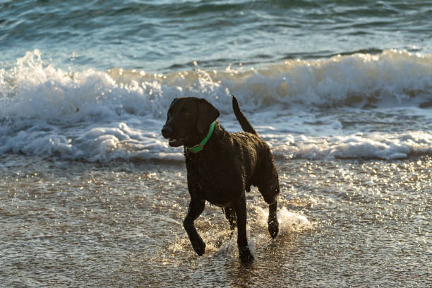 istock Black labrador retriever dog having fun playing in the ocean 2174475838