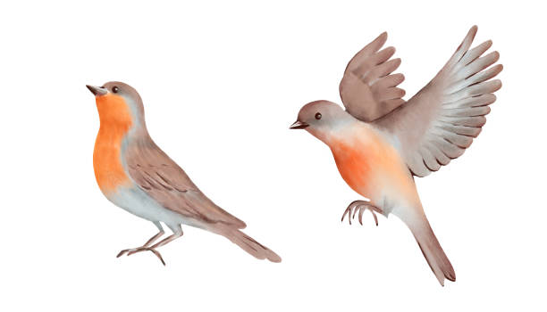 istock Bird with brown and gray Feathers and orange breast in two Poses. Hand drawn watercolor illustration on a white background. Ideal for nature designs, greeting cards, posters and decorative art. 2174477416