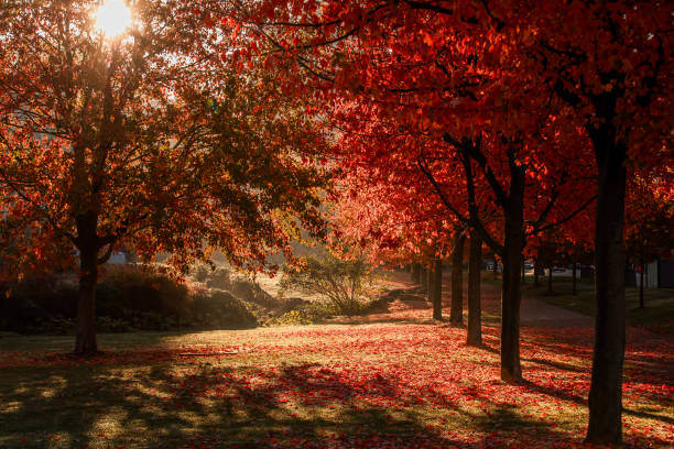 Maple tree in Stanley Park, Vancouver, displays its autumn leaves