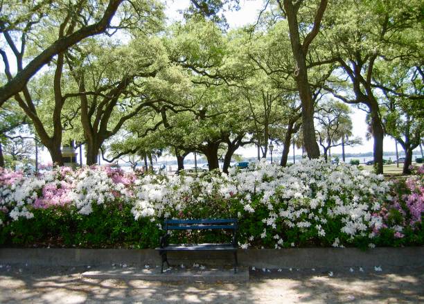 istock Flowers by park bench in Charleston, SC 2174480954