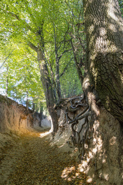 istock Majestic ravine with towering trees and intricate exposed roots illuminated by sunlight 2174481107