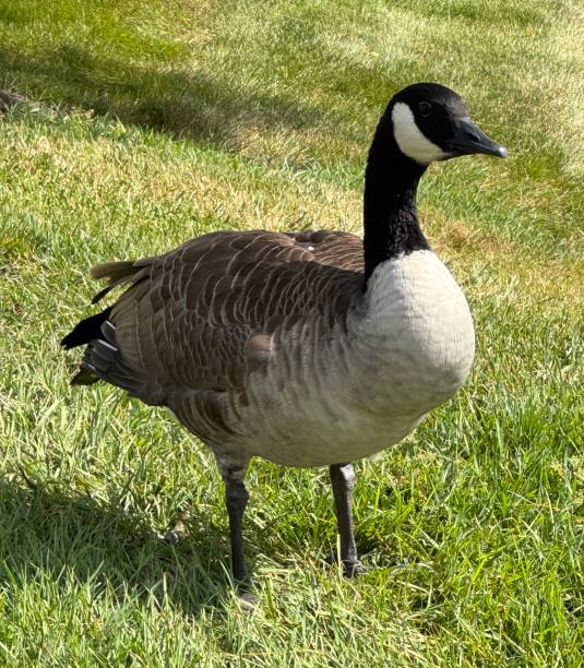 istock Branta canadensis also known as a Canada Goose 2174481327