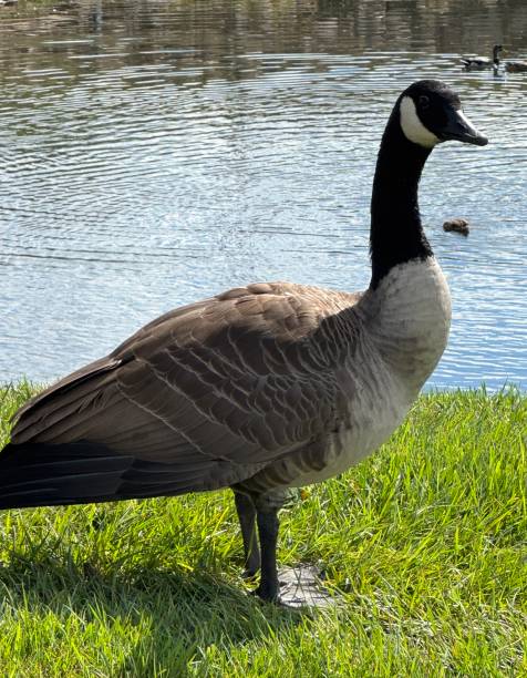 istock Branta canadensis also known as a Canada Goose 2174481361