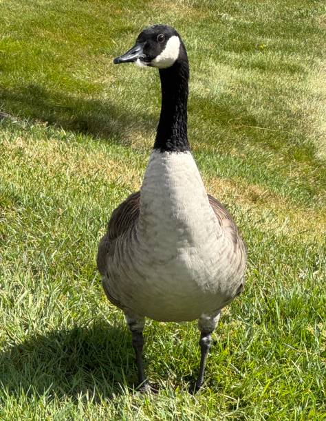 istock Branta canadensis also known as a Canada Goose 2174481367