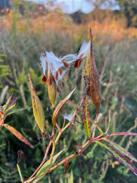 Swamp Milkweed plant with open seed pod and a grasshopper.