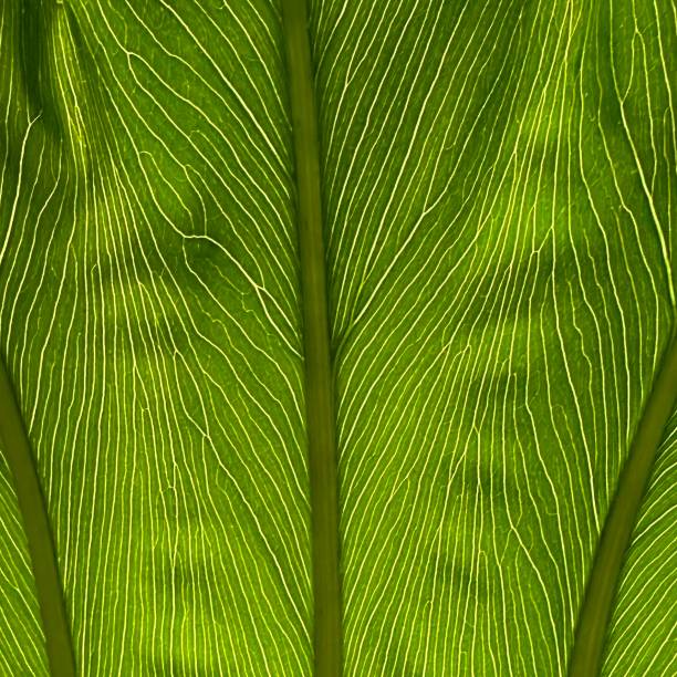 istock Veins of a leaf 2174482741