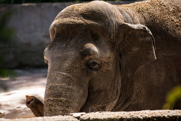 This image showcases a detailed close up view of an elephant that is covered in dirt, highlighting its unique features and textures