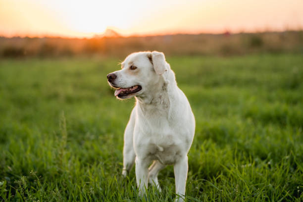 Portrait of a Labrador-Type Dog Enjoying the Outdoors in a Field