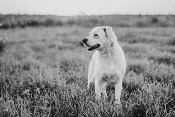 Portrait of a Labrador-Type Dog Enjoying the Outdoors in a Field