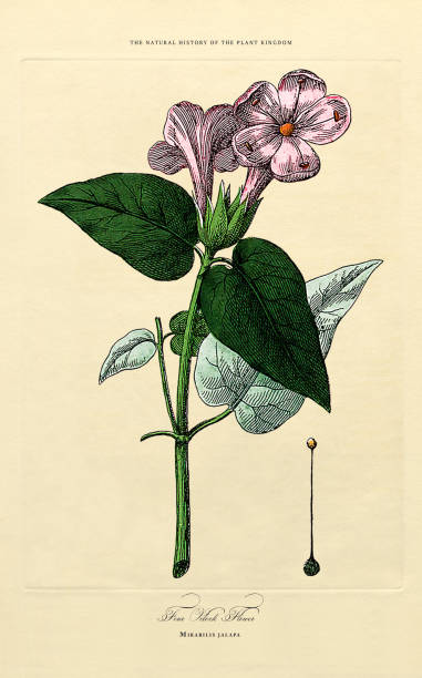istock Flowering Plants, Plant Kingdom, Victorian Botanical Illustration, Circa 1853 2174484631