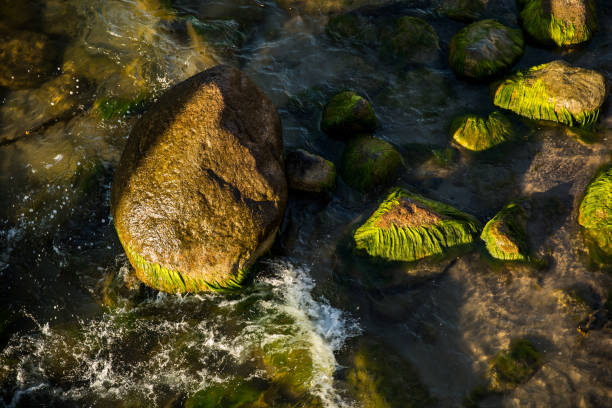 A river that is filled with numerous rocks, many of which are covered in vibrant green moss growing on their surfaces