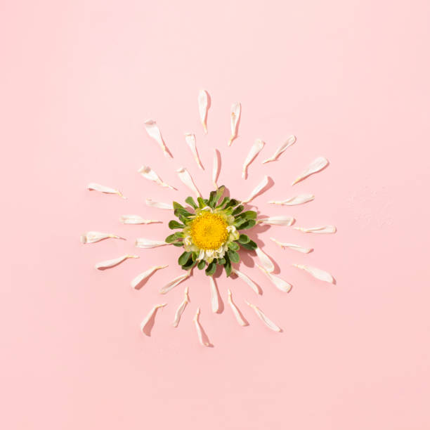 istock Garden flower decomposed on a pastel pink background 2174489236