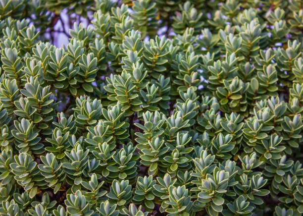 Dense Green Hebe Pinguifolia foliage background. Callitrichaceae Evergreen.