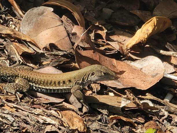 istock Common Puerto Rican Ameiva 2174493596