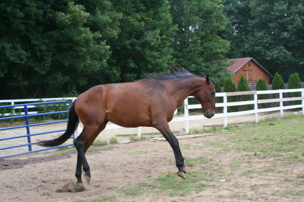 istock A brown horse trots playfully in a sunny paddock surrounded by green trees and a rustic farmhouse in the background on a clear afternoon 2174499852