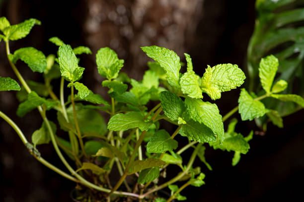 Mint, a beautiful mint plant in springtime in Brazil, selective focus.