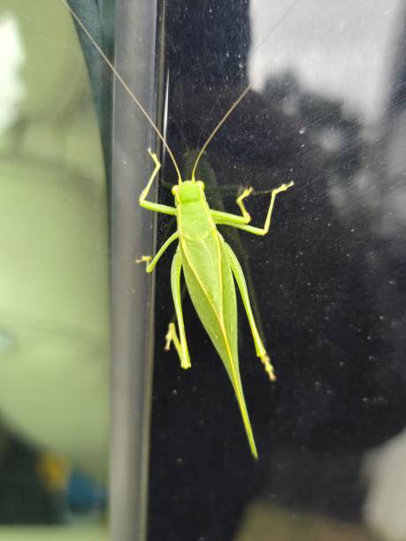 istock Broad-Winged Katydid  Close View whole body 2174509129