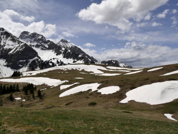alpine landscape with meadows, pine trees and mountain range covered in snow in spring in col de cenise, haute savoie, french alps