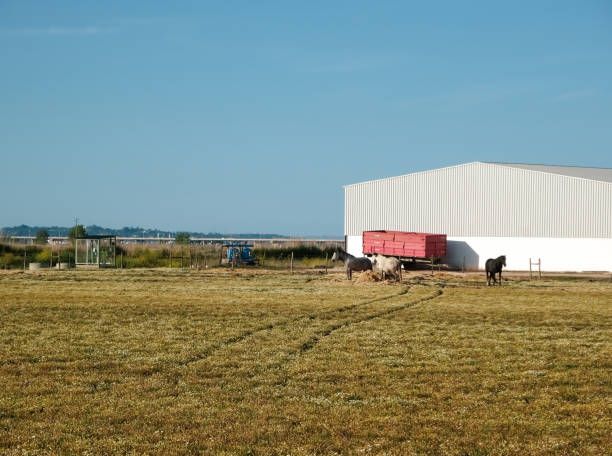 istock Tranquil Rural Scene with Horses and Barn 2174510192