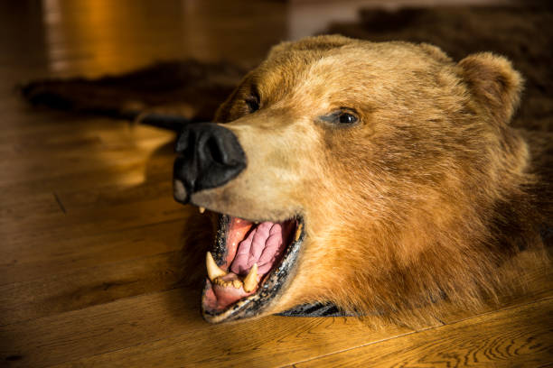 istock A stuffed bear head is currently laying on the floor with its mouth wide open 2174511125