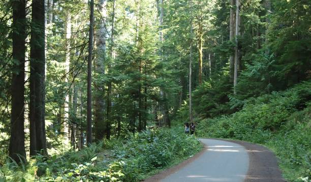 istock Enjoying The Newly Paved Path In Olympic National Park 2174517252