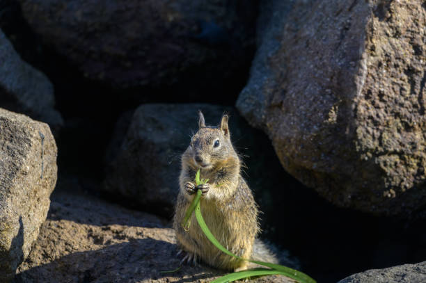 Squirrel holding a blade of grass California ground squirrel Otospermophilus beecheyi eating a blade of grass california ground squirrel otospermophilus beecheyi stock pictures, royalty-free photos & images