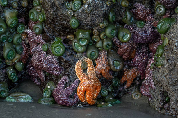 Sea anemones and starfish in a tide pool