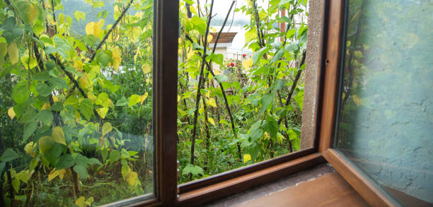 istock Brown plastic pvc window with a green nature. 2174524105