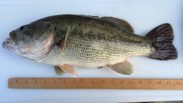 Using a wooden ruler to measure a big largemouth bass.