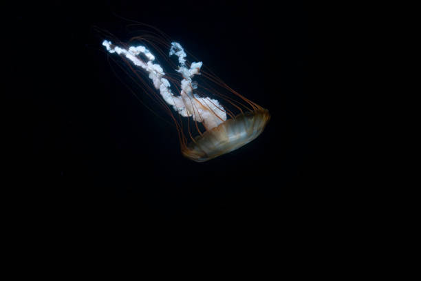 istock sea nettle chrysaora pasifica in dark water ready to catch plankton 2174525330