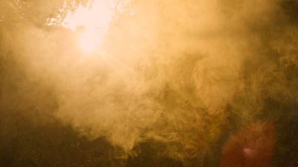 LENS FLARE: Sunlight streams through cloud of mist in a quiet forest, casting a golden glow on surrounding trees. Haze creates a soft, ethereal atmosphere, making the scene feel peaceful and serene.