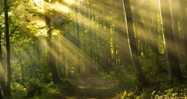 istock Shafts of sunlight filter through misty forest, casting warm glow along a trail 2174525533
