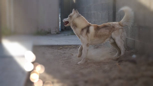 istock Siberian husky bokeh photography 2174526077