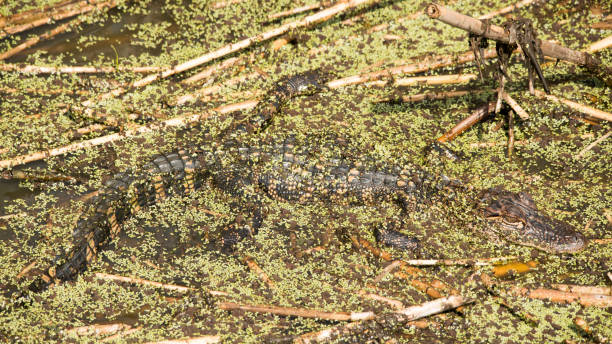 istock Alligator camouflaged in the water 2174529259