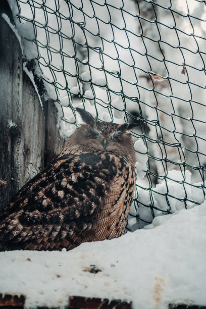 istock Euroasian eagle owl looking at camera in Ranua, Lapland 2174530162