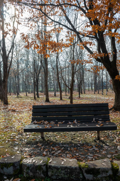 istock Park bench in early winter with dead leaves on it 2174531762
