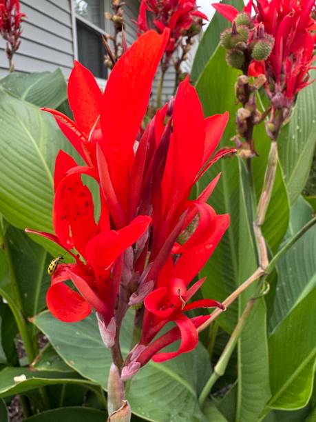 Canna Lilies also known as Genus Canna