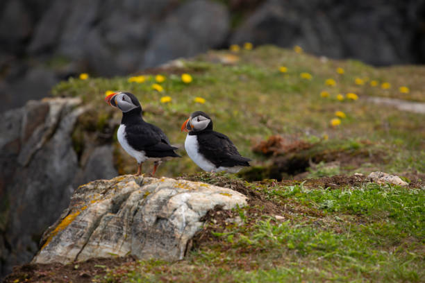 istock Two Atlantic puffins on rocky ground overlooking the Atlantic ocean in Elliston, Newfoundland 2174536055