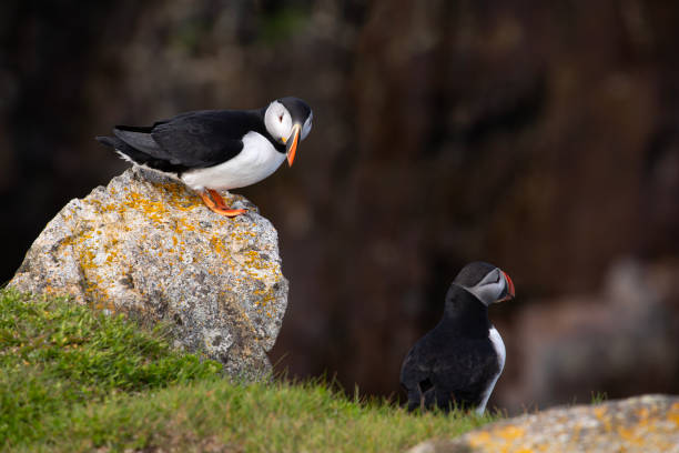 istock Two Atlantic puffins on a rocky ledge overlooking the Atlantic ocean in Elliston, Newfoundland 2174536067