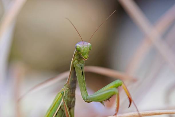 European praying mantis, its bright green body contrasting with the brown branch it clutches. The insect's unique anatomy is highlighted against a blurred backdrop.