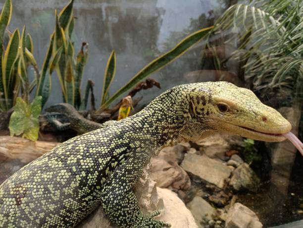 Detail of Acrantophis madagascariensis lizard lying in water.